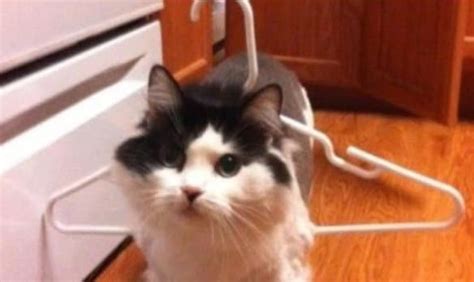 Cat Stuck 24 Funny Photos Showing What Cats Do When Home Alone