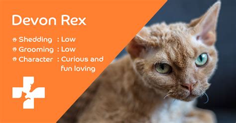 devon rex breed information lifetime pet cover