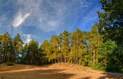 Landscape With Pines In The Forest Stock Photo Image Of View Branch