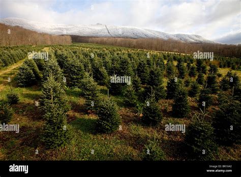 A Christmas Tree Farm In Zionville North Carolina Stock Photo Alamy
