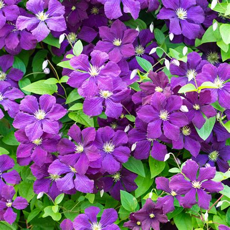 Advertisement for a striking pot or border display, try combining purple flowers with the acid greens of alchemilla mollis , or euphorbias like euphorbia amygdaloides var. Clematis Polish Spirit Deciduous Purple Flowering Outdoor ...