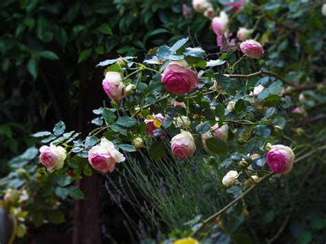 Una guida alle piante da coltivare per avere sempre fiori edibili a portata di mano per le nostre ricette! Fiori Simili Alle Rose : Fiori Bianchi Simili Alle Rose ...