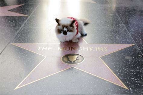Albert Baby Cat Fashionable Feline Is Hollywood And Internet Hit In