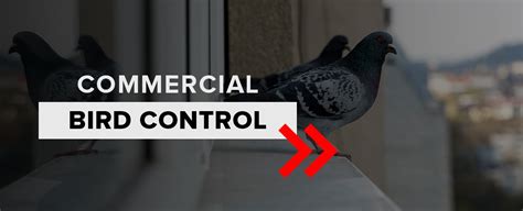 Importance Of Bird Control Around Commercial Buildings Dr Clean Air