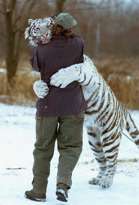 Tiger Hugging A Guy♥♥♥ Amazing Animal Pictures Cute Animals Animals
