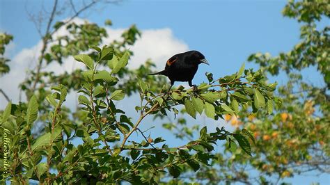 Inquisitive Red Winged Blackbird Branches Blackbirds B1ackbird Fow1