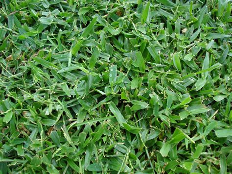 Controlling Creeping Signal Grass In Central Florida Lawns