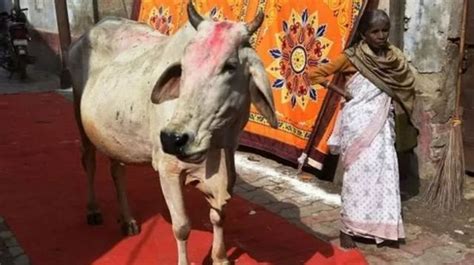 گائے کو ذبح کرنے کا الزام قانون کےغلط استعمال کی واضح مثال ہے الہ آباد