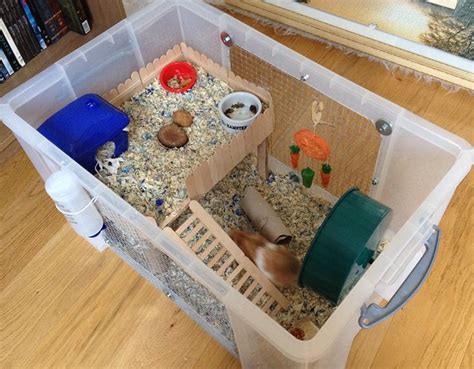 The new diy hamster cage is finally built after a long wait!! Proud of your hamsters cage - Page 599 - Supplies & Accessories - Hamster Hideout Forum - Page 599