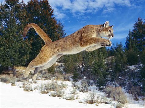 Raw Power Cougar Wallpapers Wallpapers Hd