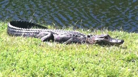 Alligator Found With Body In Its Mouth Near Florida Lake Fox News