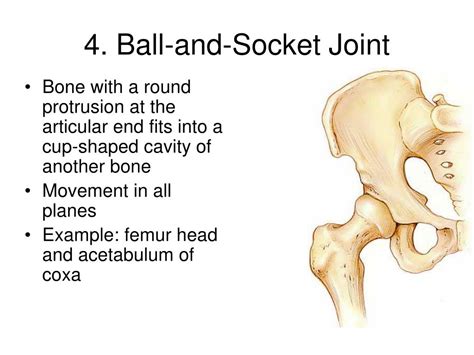 Ppt Joints Of The Skeletal System Powerpoint Presentation Free