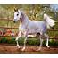 Khalif SWF  Arabian Horses Of Stonewall Farm
