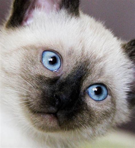 Balinese Cats Wallpapers High Quality Download Free
