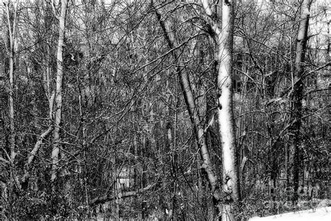 Winter Woods Photograph By Karen Adams