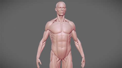 Anatomy Male Ecorche 3D Model By Dmitry Fedorov Noise92f A980fd1