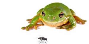 As you may have noticed in some of the photographs of frogs up if you are out hunting for a frog to make it part of your dinner, be sure that you are watching out for the poisonous frogs. What Do Tree Frogs Eat