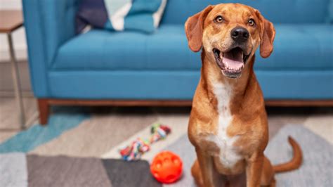 Train Your Excited Dog Not To Jump On Guests
