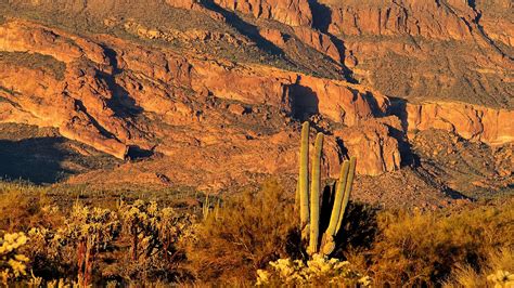 Sonoran Desert Sunset With Saguaro Cactus Gold Canyon Pinal County