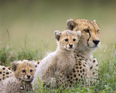 Cheetah Animals Species