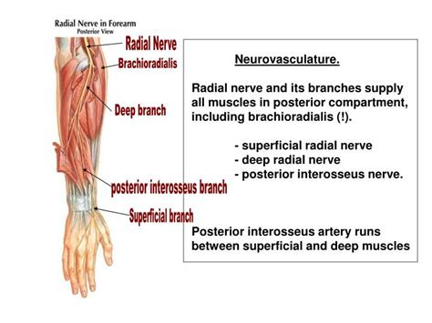 Ppt Muscles Of The Forearm Powerpoint Presentation Id1783825