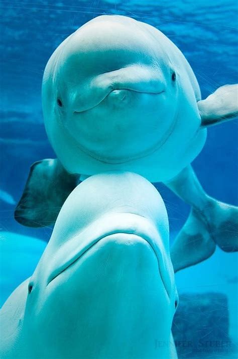 Beluga Whale Love These Guys Theyre So Cute Animals