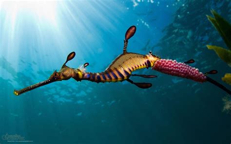 Sea Creatures Wallpapers Top Free Sea Creatures Backgrounds