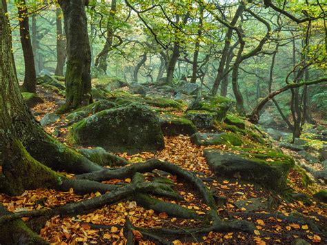 Autumn In November Forest Trees Stems Roots Rocks Green Moss Fallen