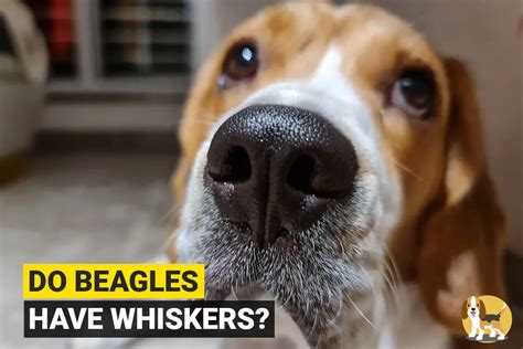 Do Beagle Have Whiskers Beagle Care