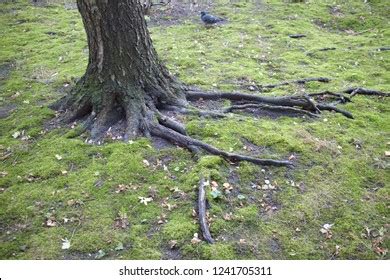 Nude Tree Roots Forest Stock Photo Edit Now Shutterstock