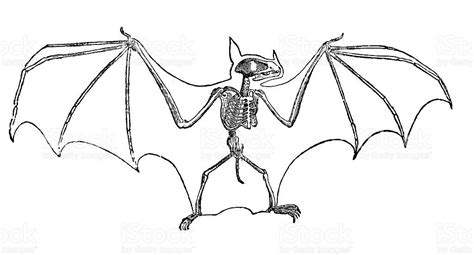 Bat Skeleton Bat Skeleton Free Vector Art Vector Art