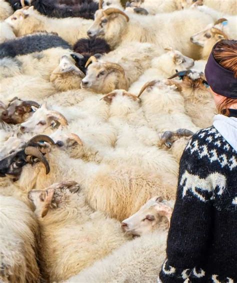 Lopapeysa Ultimate Guide To Traditional Icelandic Sweaters And Wool