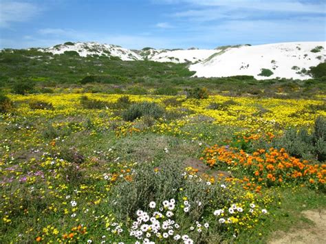 The further north, the earlier the blooming starts. Cape West Coast Wild Flower Season