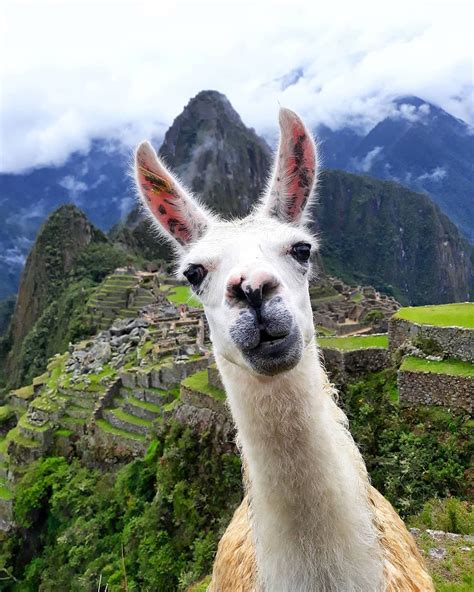Why Travel Bloggers Love Peru Machu Picchu Peru Machu Picchu Picchu