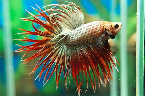 Dies ist ein betta fisch von hand von mir mit acryl und hand aus harz gemalt. Red gold crowntail | Betta, Aquarium accessories, Betta fish