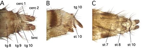 Mycomya Quadrimaculata Sp Nov Female Terminalia A Dorsal B