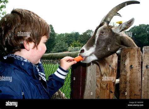 Feed Animals Zoo Stock Photos & Feed Animals Zoo Stock Images - Alamy