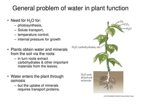 Ppt Plant Structure And Function I E Col 182 4 14 2005 Powerpoint