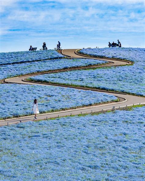 This community is also great for golf enthusiasts as there are three golf courses less than. Kyoko Ueda on Instagram: "We went to Hitachi Seaside Park ...
