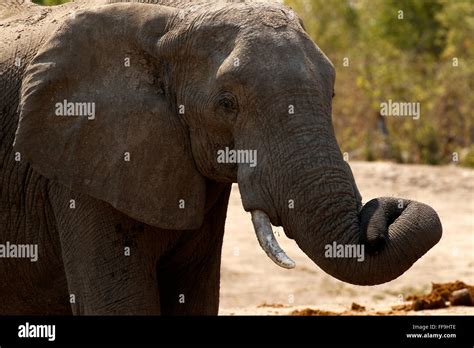 Both Male And Female African Elephants Have Tusks Tusks Grow For Most