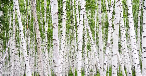Detail Of White Birch Tree Forest Stock Photo Download