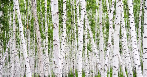 We did not find results for: Detail Of White Birch Tree Forest Stock Photo - Download ...