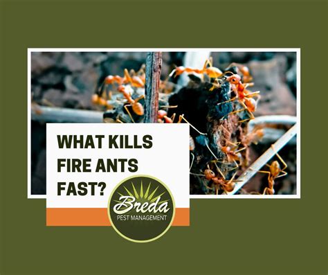 What Kills Fire Ants Fast Breda Pest Management