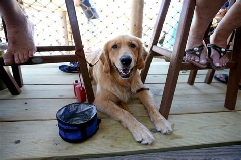 No dogs is just brian. You can't bring your dog to a brewery in N.J., but this ...