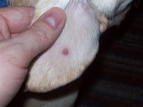 Lumps Bumps Cysts Growths On Dogs Petmd Dogs Pet Heal