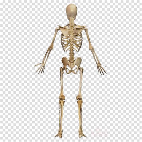 Human Skeleton Human Body Anatomy Muscle Png Clipart Anatomy Art
