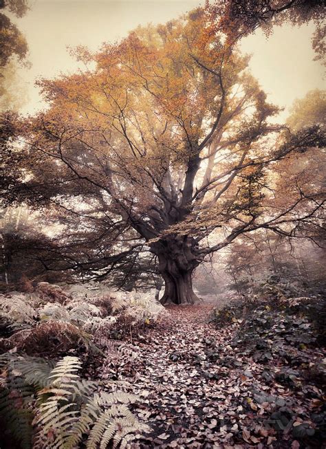 Tree Of Life An Ancient Oak In Epping Forest London Oc 5544x7454