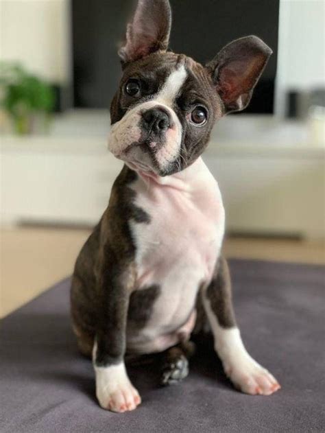 Pin By Sarah Withers On Boston Terriers And French Bulldogs Boston