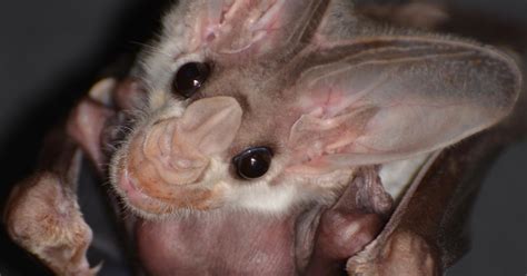 Taronga Welcomes First Ghost Bat Pup In 15 Years Taronga Conservation