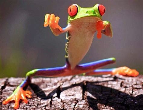 Kung Fu Frog Cute Animals Images Cute Animal Photos Animals And Pets